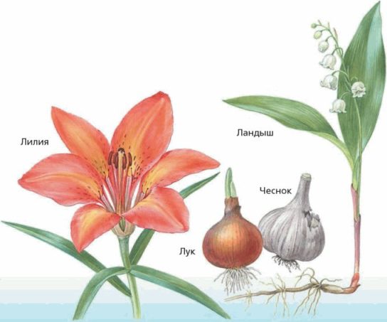 Семейство лилейные растения - признаки и строение, виды и примеры, листья,  особенности