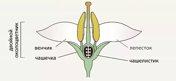 Семейство лепестки срослись. Схема строения цветка семейства Пасленовые. Схема цветка семейства пасленовых. Строение плода пасленовых растений. Строение семейства пасленовых.