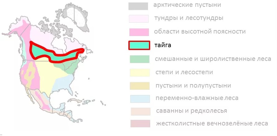 В каких зонах расположена северная америка. Природные зоны Северной Америки Тайга. Карта природных зон Северной Америки 7 класс география. Географическое положение тайги в Северной Америке. Природные зоны тайги Северной Америки 7 класс.