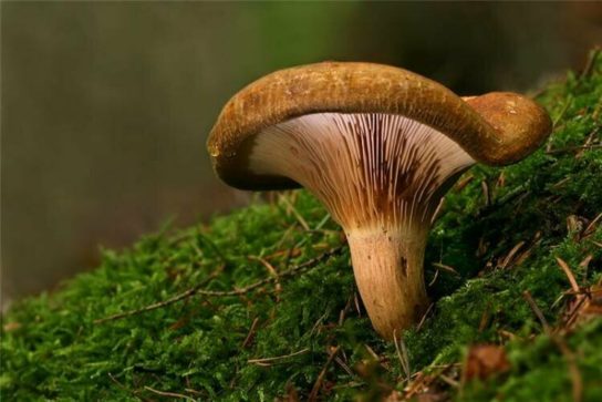 Факты про ложные грибы