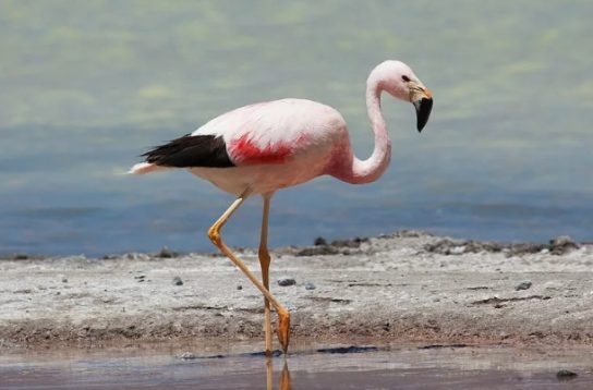 andskiy flamingo