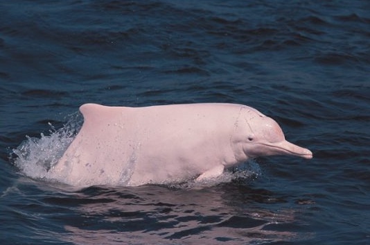  Почему киты и дельфины млекопитающие - картинка 5