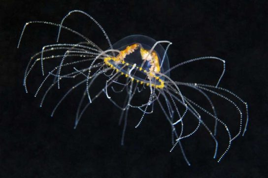 Крестовичок - одна из самых опасных медуз