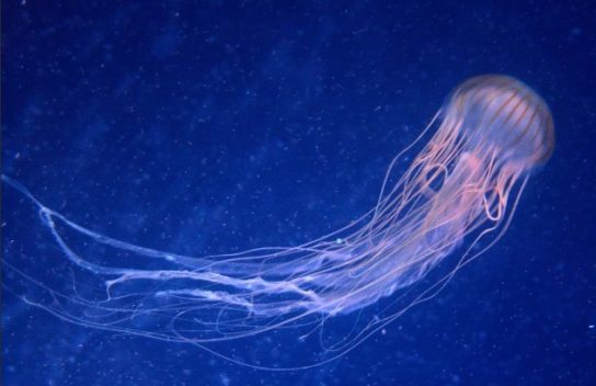 Фото самых опасных медуз