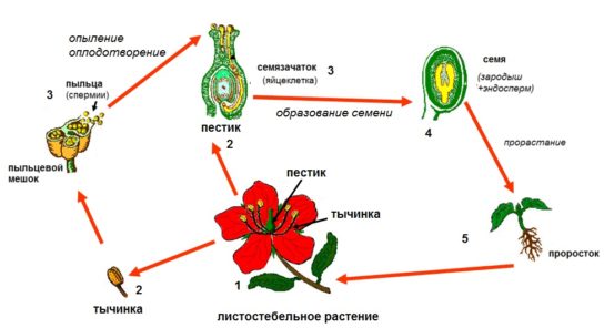 Используя рисунок 134 составьте схему строения двудольного растения выбрав соответствующие признаки