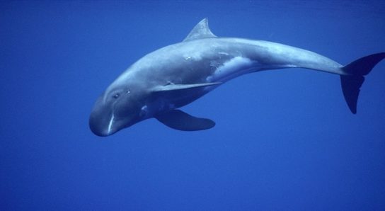 Карликовый кит - фото