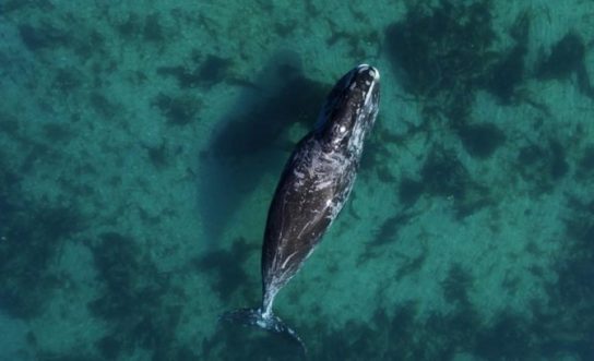 где обитают гренландские киты