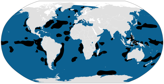 карта обитания китов