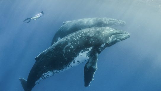 популяция гренландских китов