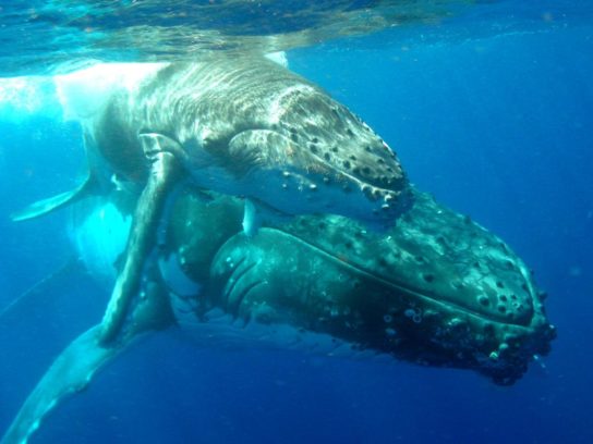 razmnozhenie kitov