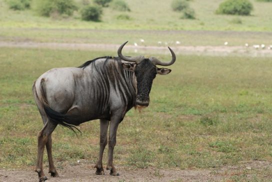 Фото антилопы гну