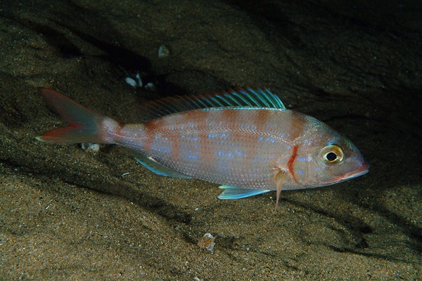 Рыба фугу в средиземном море фото