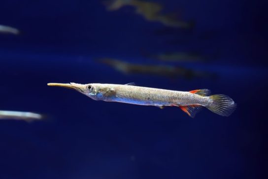 Рыбы Японского Моря Фото