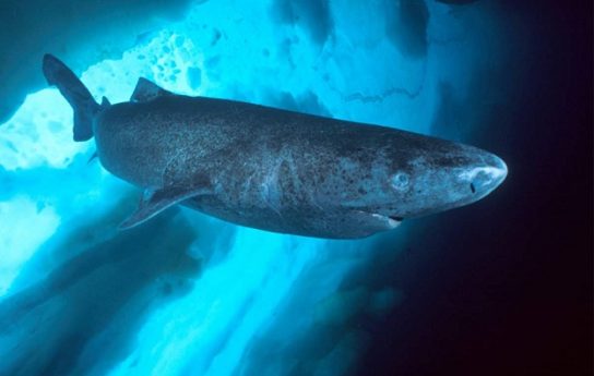 Как долго живет полярная акула
