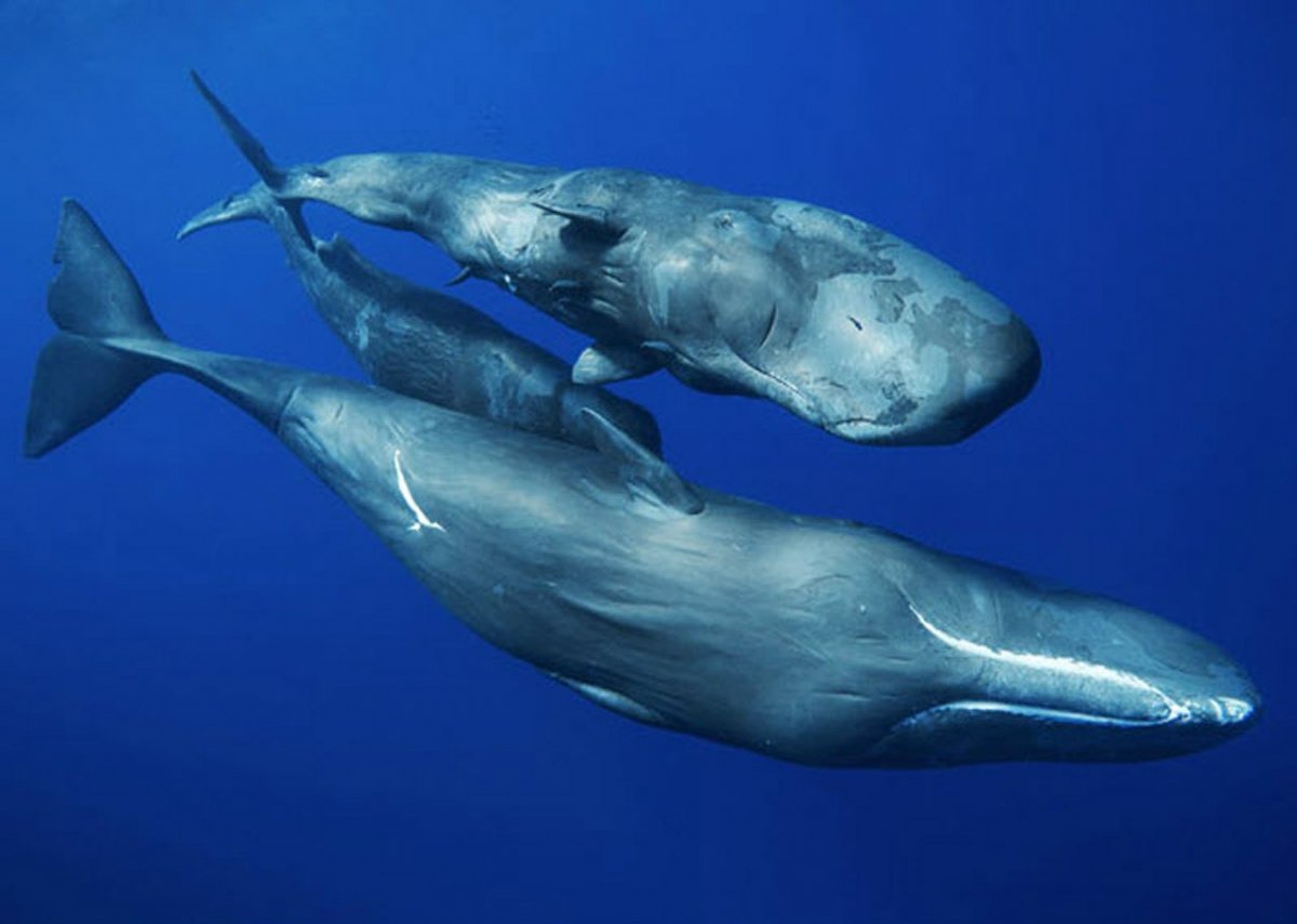 Кто больше кит или кашалот фото