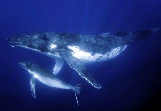 размножение синего кита