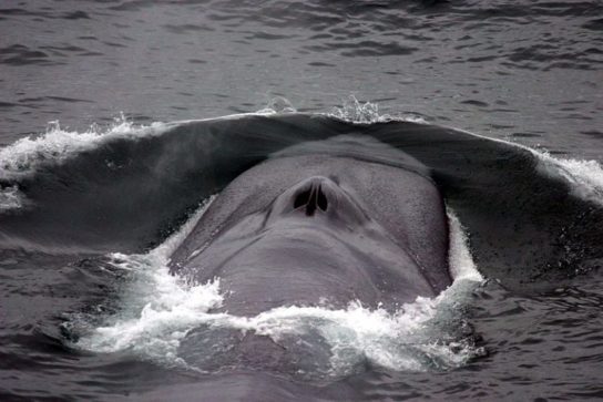 образ жизни синего кита