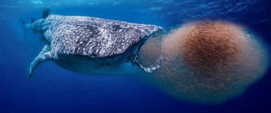 чем питается синий кит