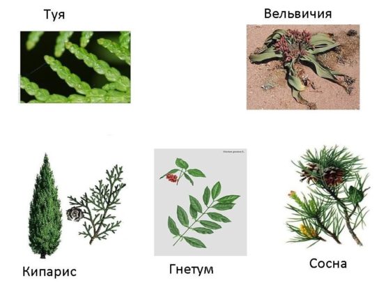 Листья голосеменных растений