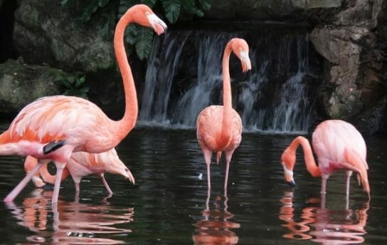 ареал обитания фламинго