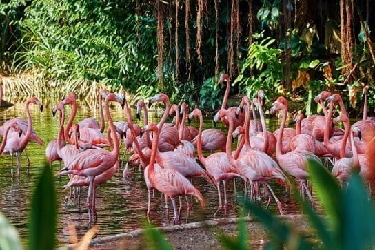 flamingo povedenie