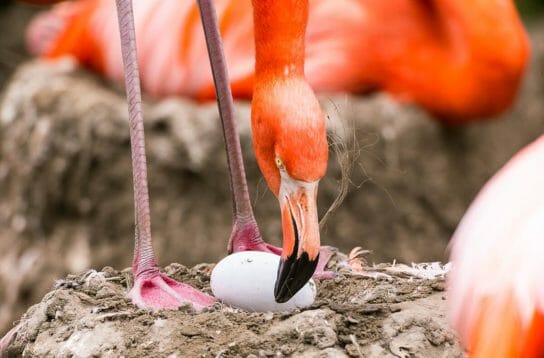 размножение фламинго