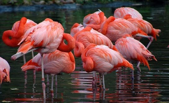 Внешний вид карибского фламинго