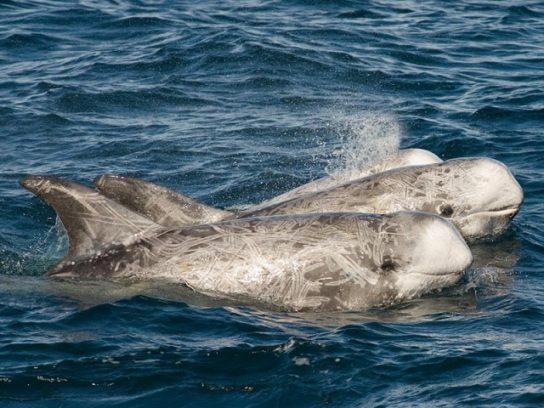 размножение серых дельфинов