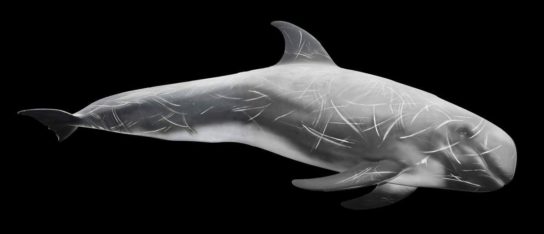 внешний вид серого дельфина