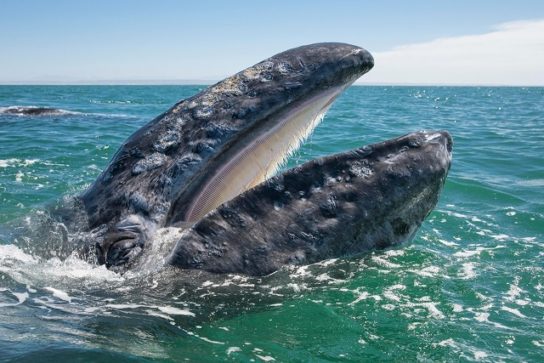 описание серого кита