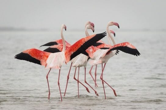 zaschita flamingo