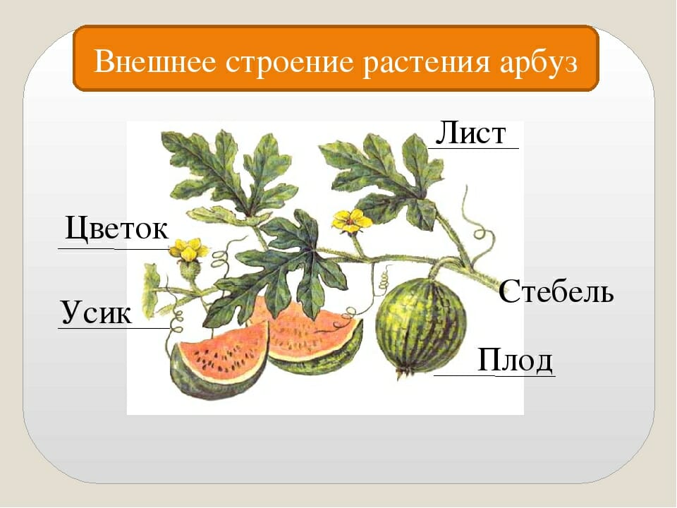 Плод арбуза ответ. Строение семени арбуза. Арбуз части растения. Тыквина плод схема. Строение плода арбуза схема.