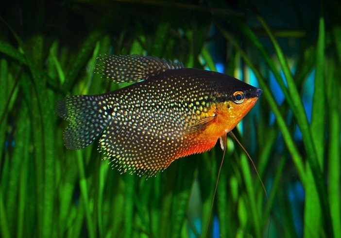 Домашние аквариумные рыбки названия и фото
