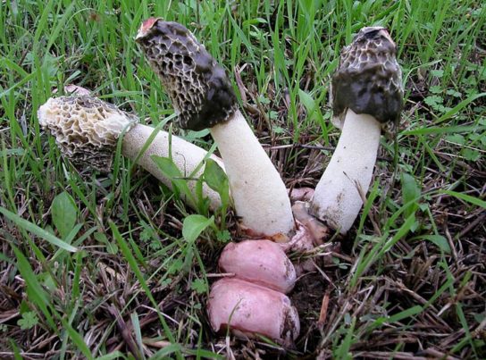Сетконоска - съедобные грибы