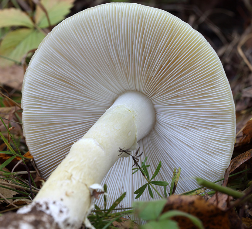 Бледная поганка похожие грибы