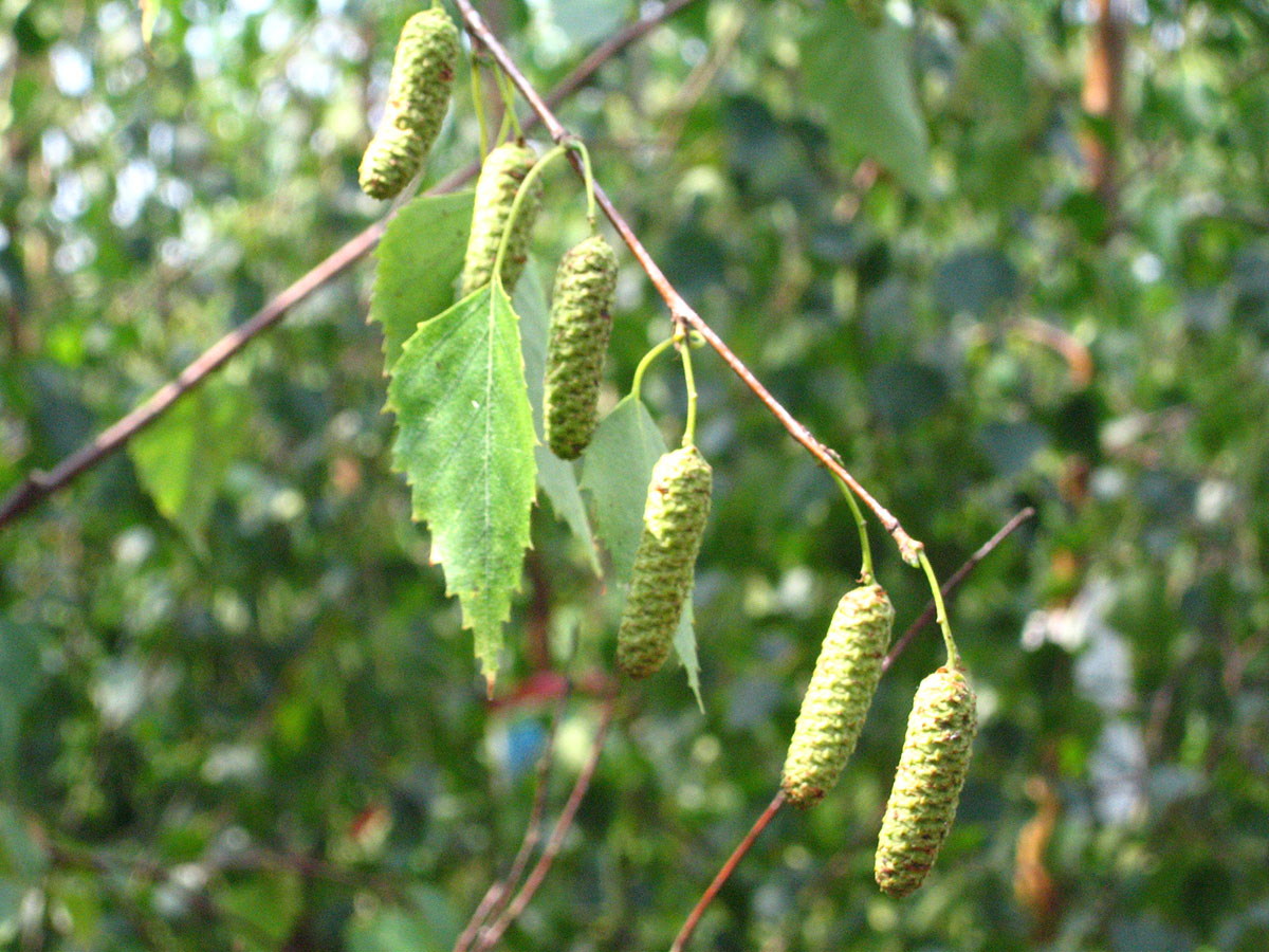 Береза повислая (Betula pendula Roth.)