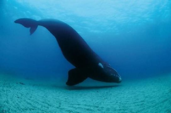 где обитает японский кит