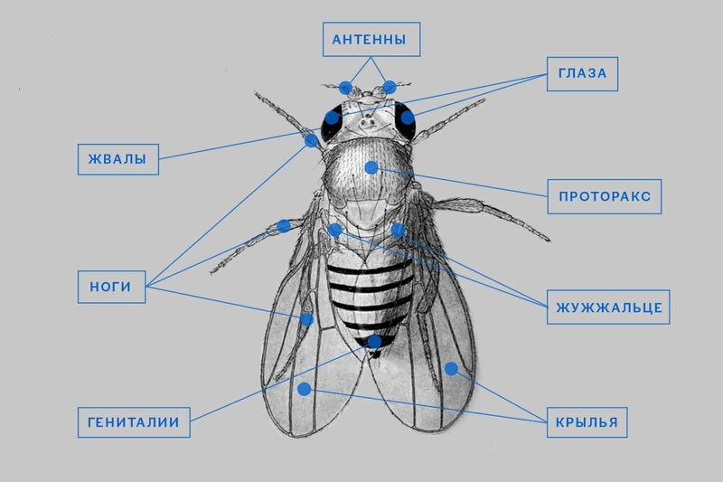 Крылья мухи схема. Двукрылые Diptera внешнее строение. Внешнее строение насекомых Муха. Строение двукрылых Имаго. Муха дрозофила строение тела.