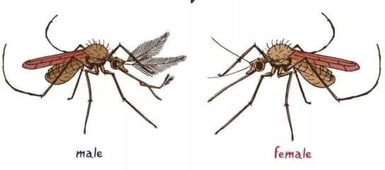 Отличие самки комара от самца