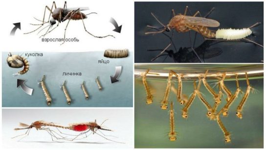 размножение комаров