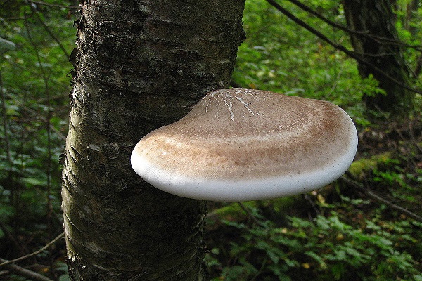 Два из изображенных на фотографиях объекта объединены общим признаком грибы растения животные