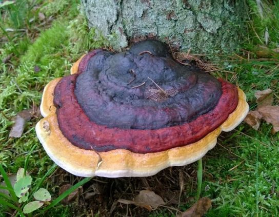 Фото и описание гриба трутовика