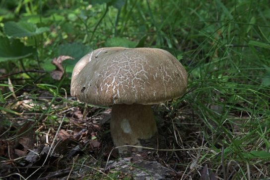 Белый гриб дубовый