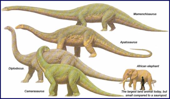 сравнение апатозавра
