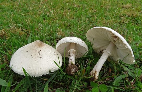 как выращивать белый гриб зонтик