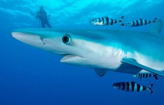 размножение голубых акул