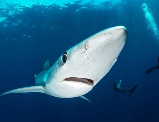 внешний вид синей акулы