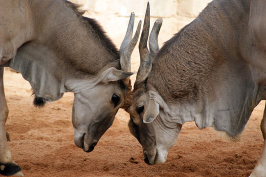 Особенности антилопы Канны