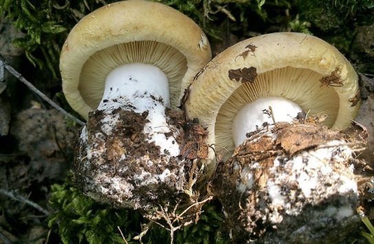 Съедобный гриб - белосвинуха трехцветная