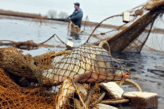 Незаконная ловля рыбы